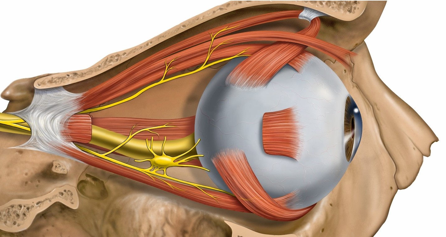 schematische Darstellung der äußeren Augenmuskeln
